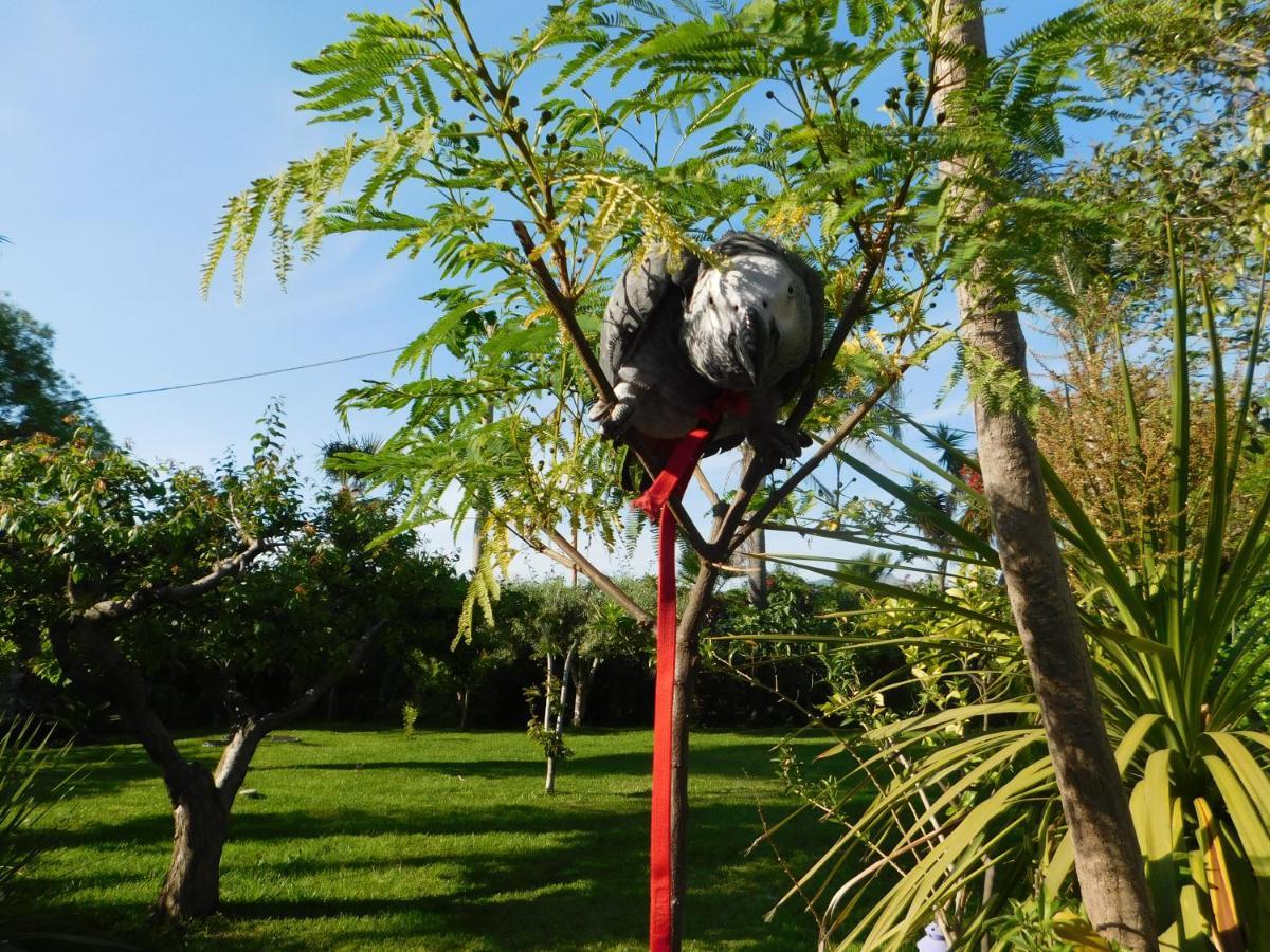 Villa Delle Vacanze Fiumefreddo di Sicilia Extérieur photo